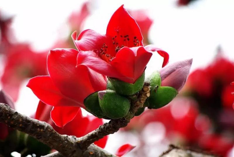 PEAVEY娱乐&昌江华城KTV,相遇在四季如春的海南 (1).jpg PEAVEY娱乐&昌江华城KTV,相遇在四季如春的海南 (1).jpg